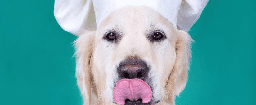 Cocina casera para perros: cinco recetas rápidas, saludables y baratas | Consumer – Eroski Consumer